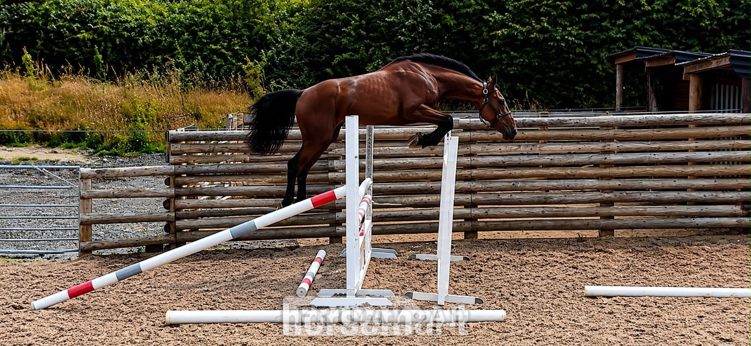 "Smartacus" Bay Filly Show Jumper