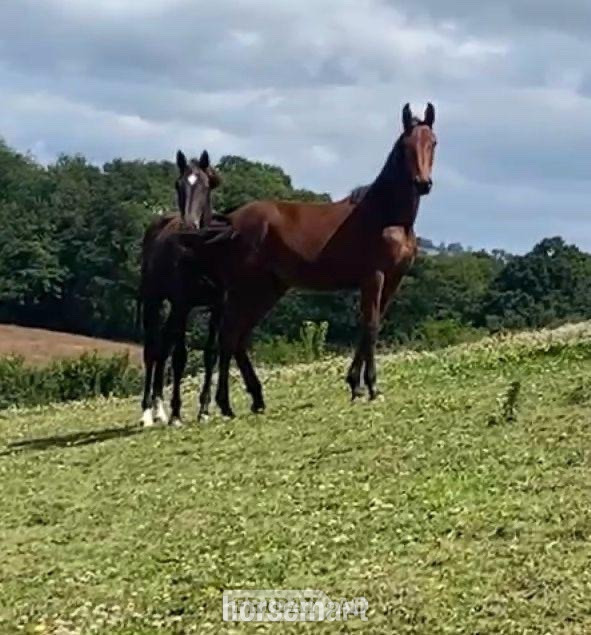 Welshpool "Smartacus" Bay Filly Show Jumper