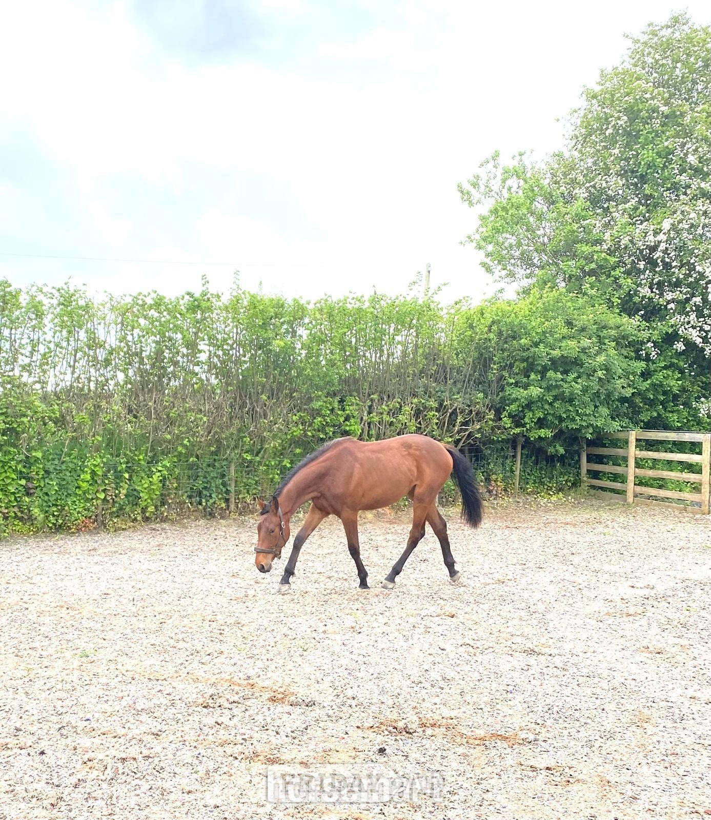 "Smartacus" Bay Filly Show Jumper - Horses in Welshpool