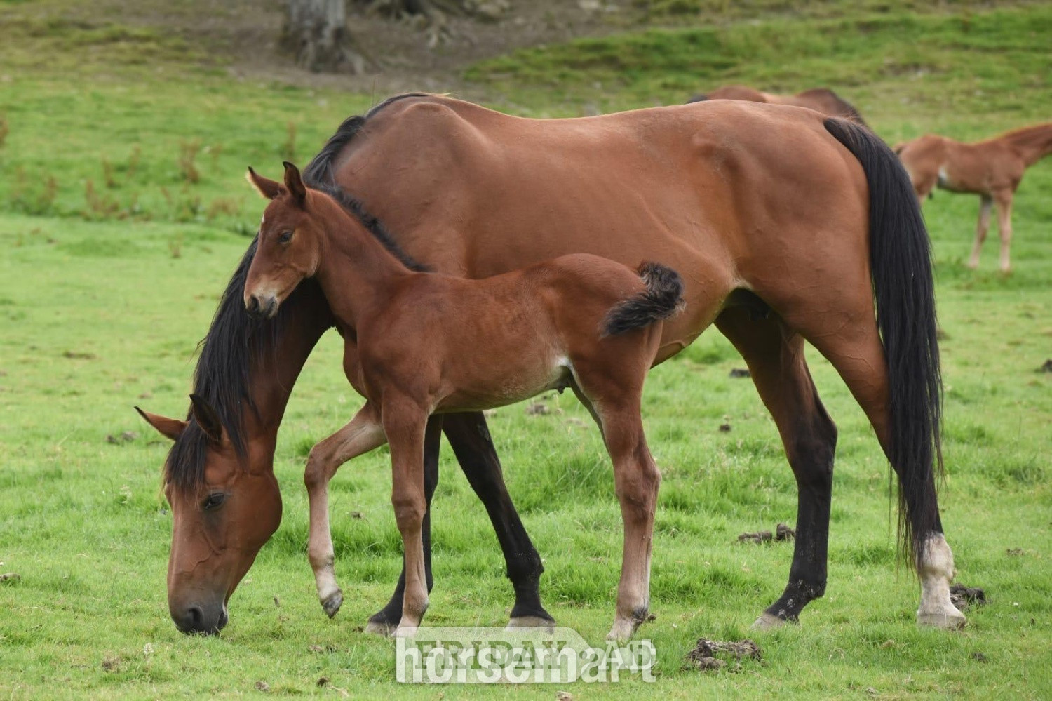 "Smartacus" Bay Filly Show Jumper - Horses