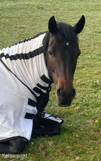 14.3hh Connie X TB Mare for Share