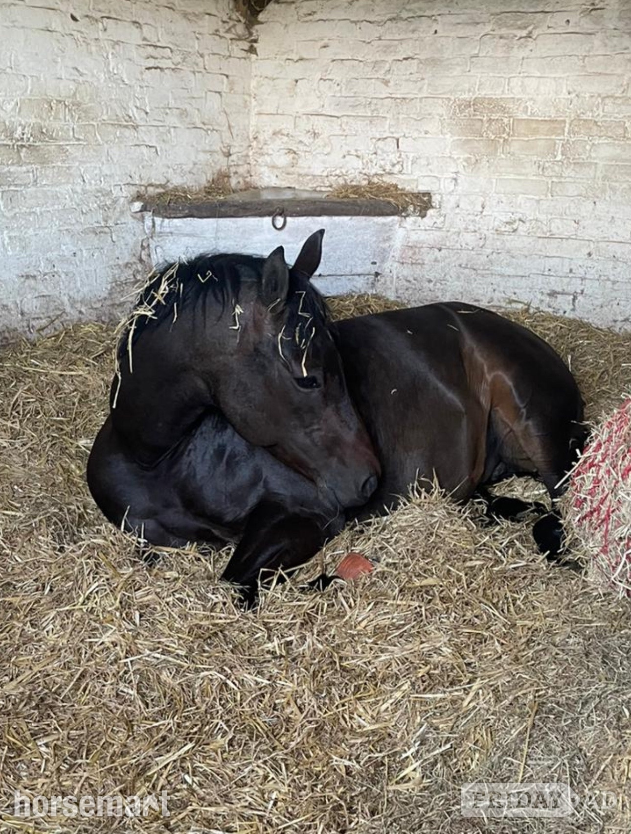 Cuckfield 14.3hh Connie X TB Mare for Share