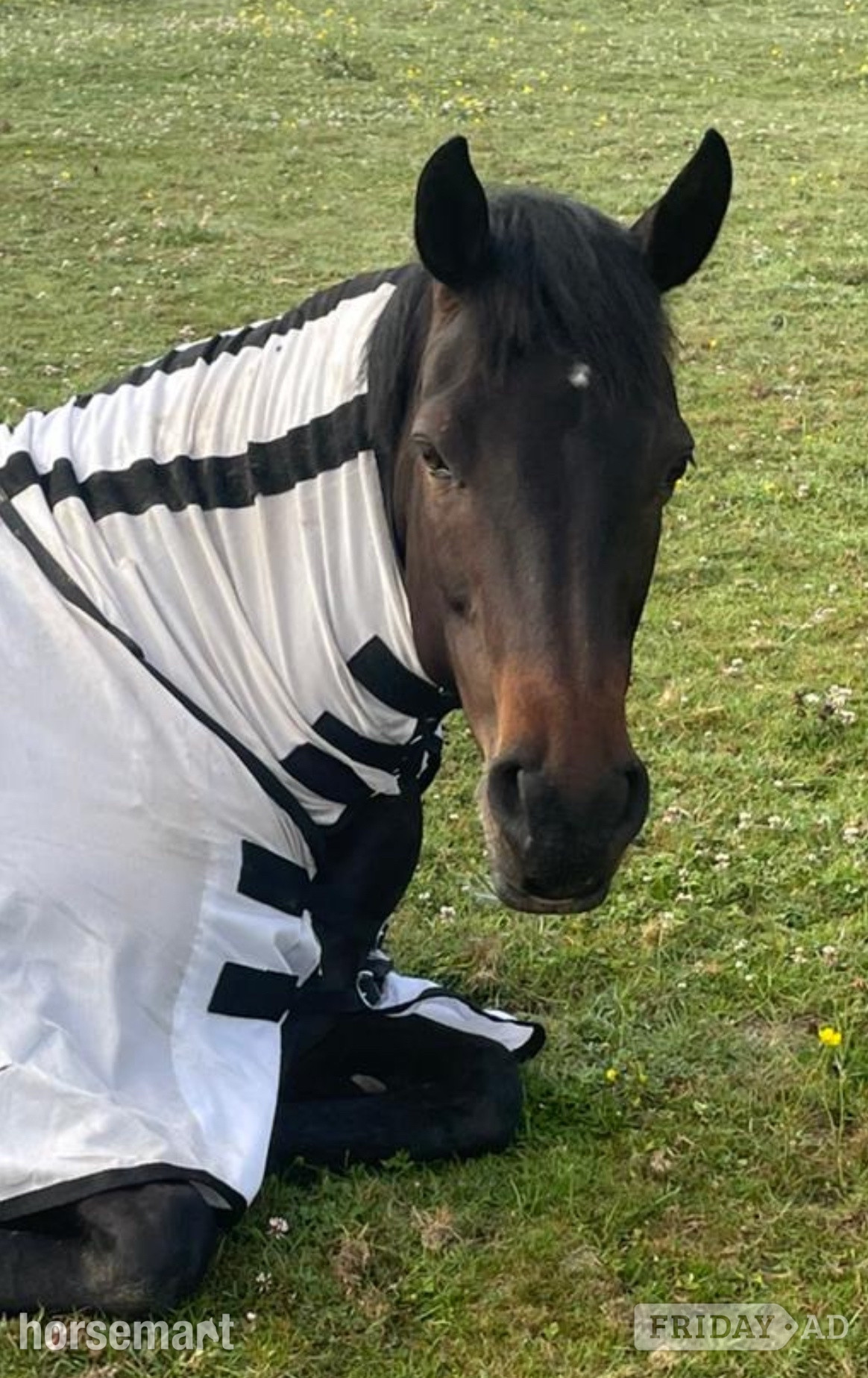 14.3hh Connie X TB Mare for Share in Cuckfield