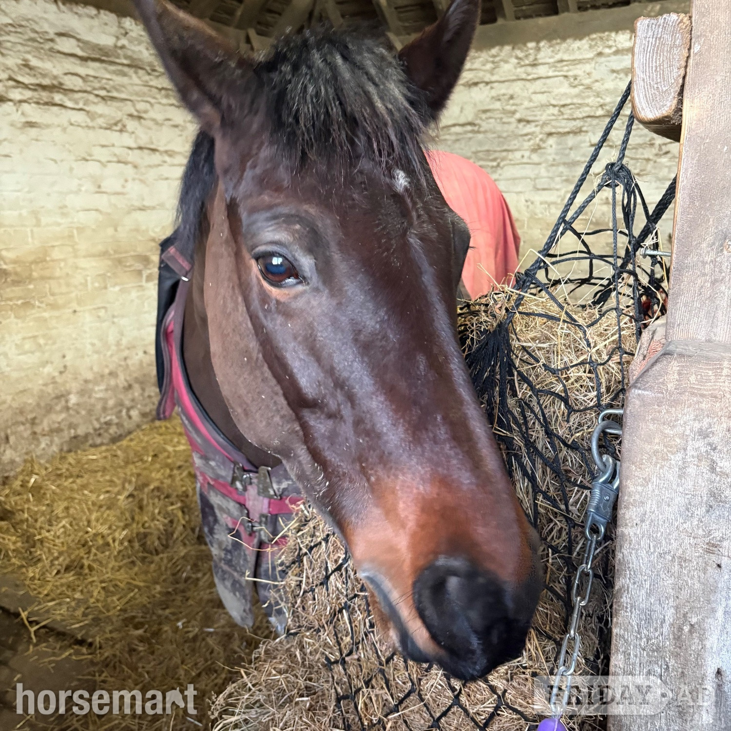 14.3hh Connie X TB Mare for Share
