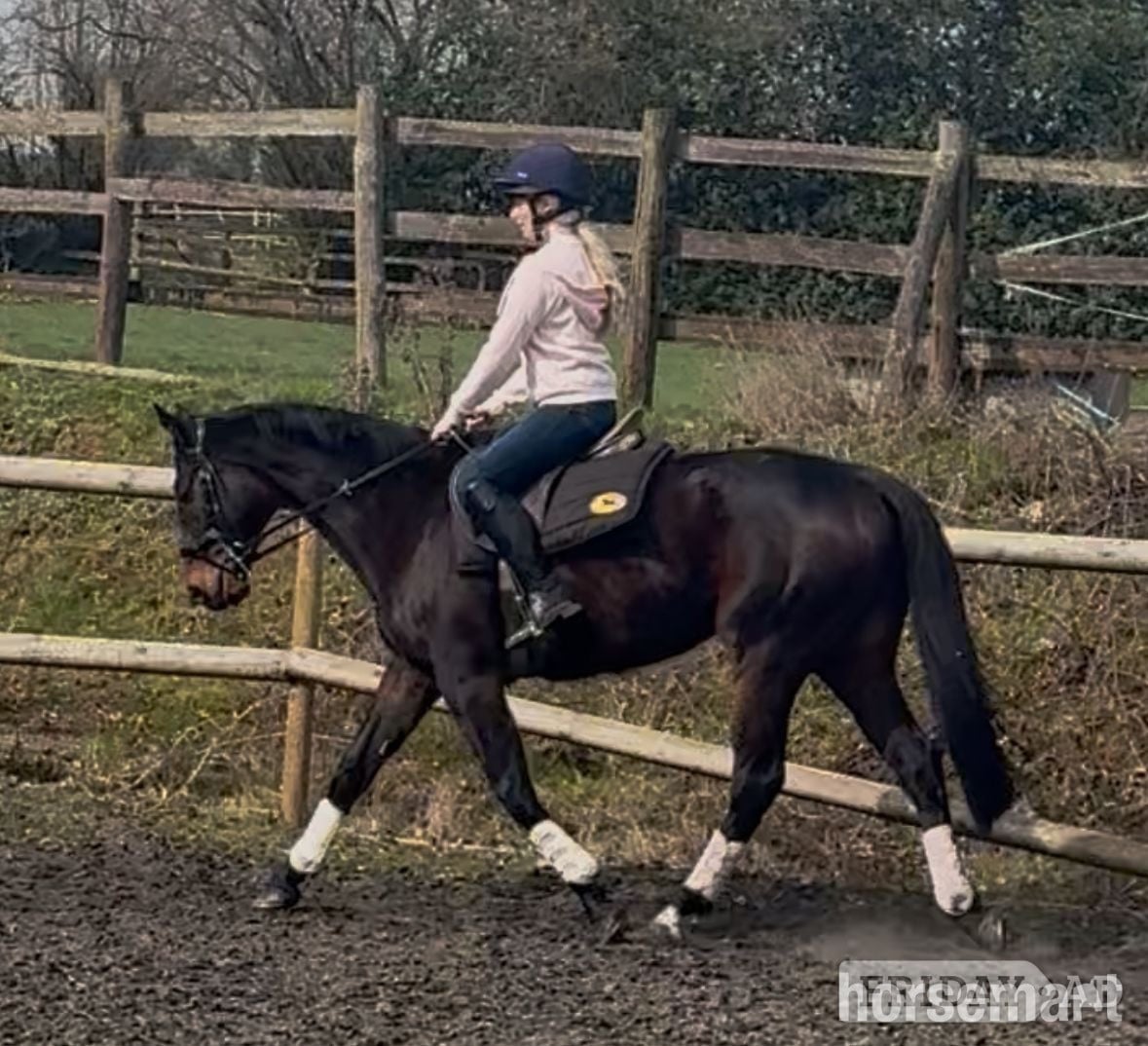 "Terry" Dark Bay Gelding All Rounder