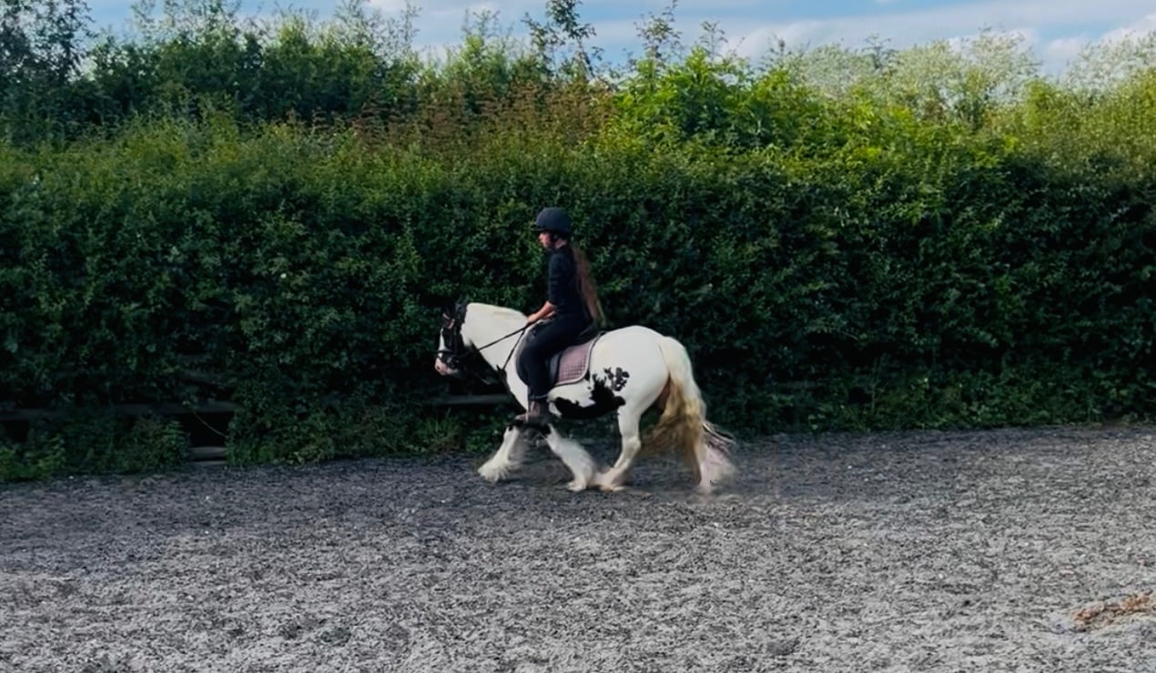 "Daisy " Piebald Mare All Rounder
