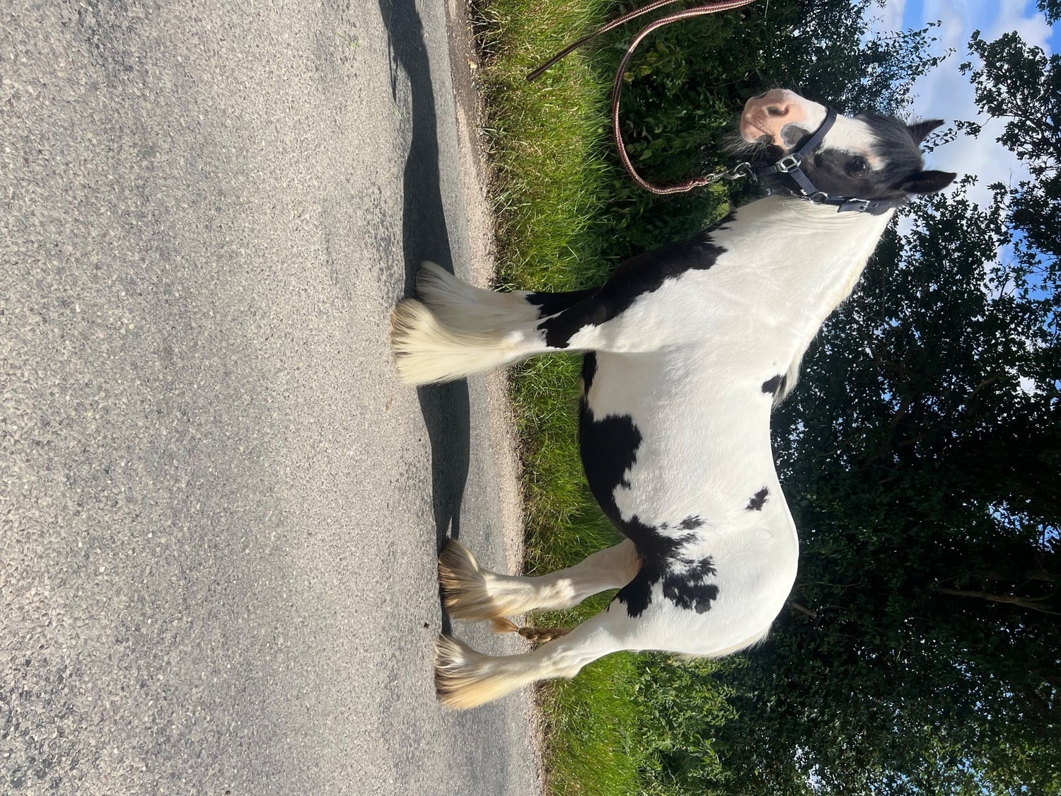 Chelmsford "Daisy " Piebald Mare All Rounder