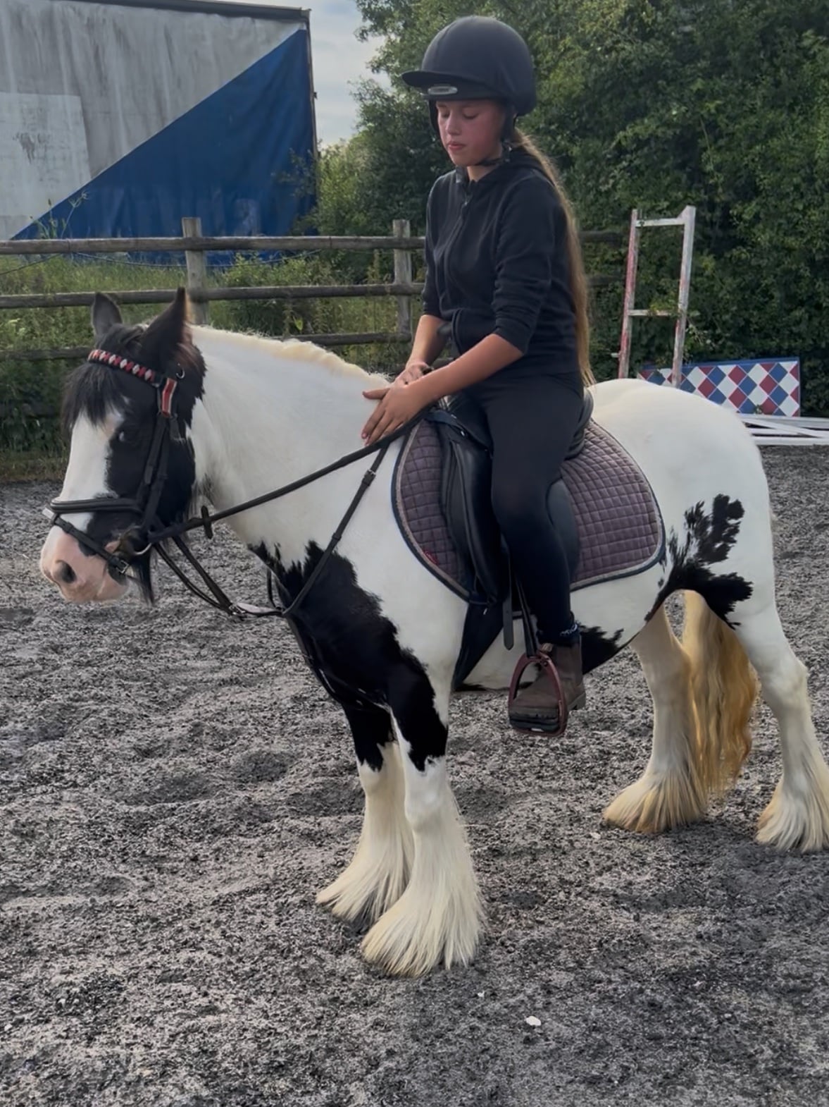 "Daisy " Piebald Mare All Rounder - Horses in Chelmsford