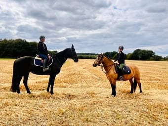 "Toffee" Dun Gelding All Rounder