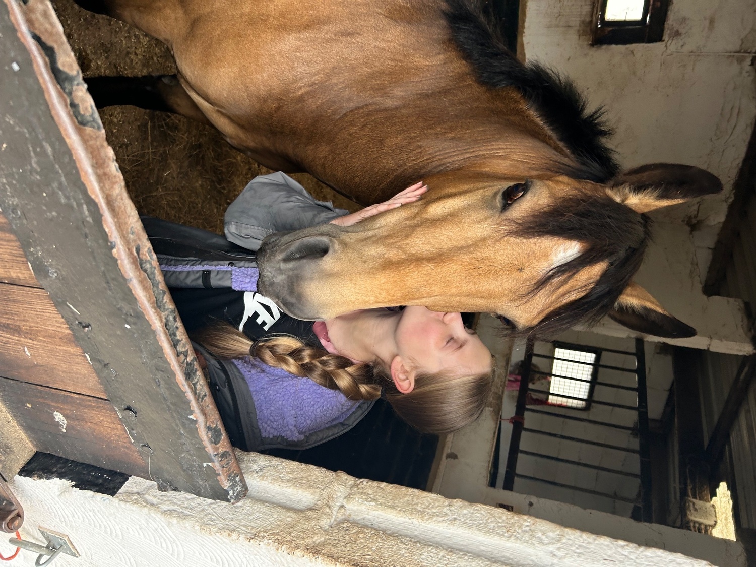 Wigan "Toffee" Dun Gelding All Rounder