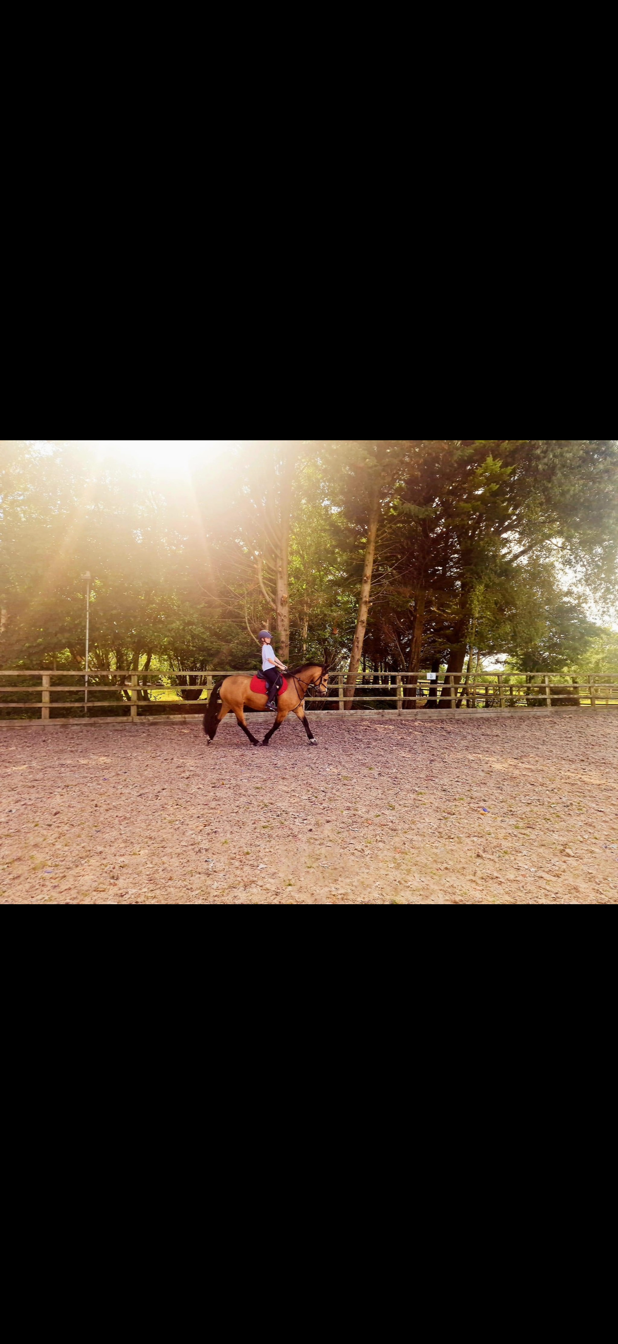 "Toffee" Dun Gelding All Rounder - Horses in Wigan