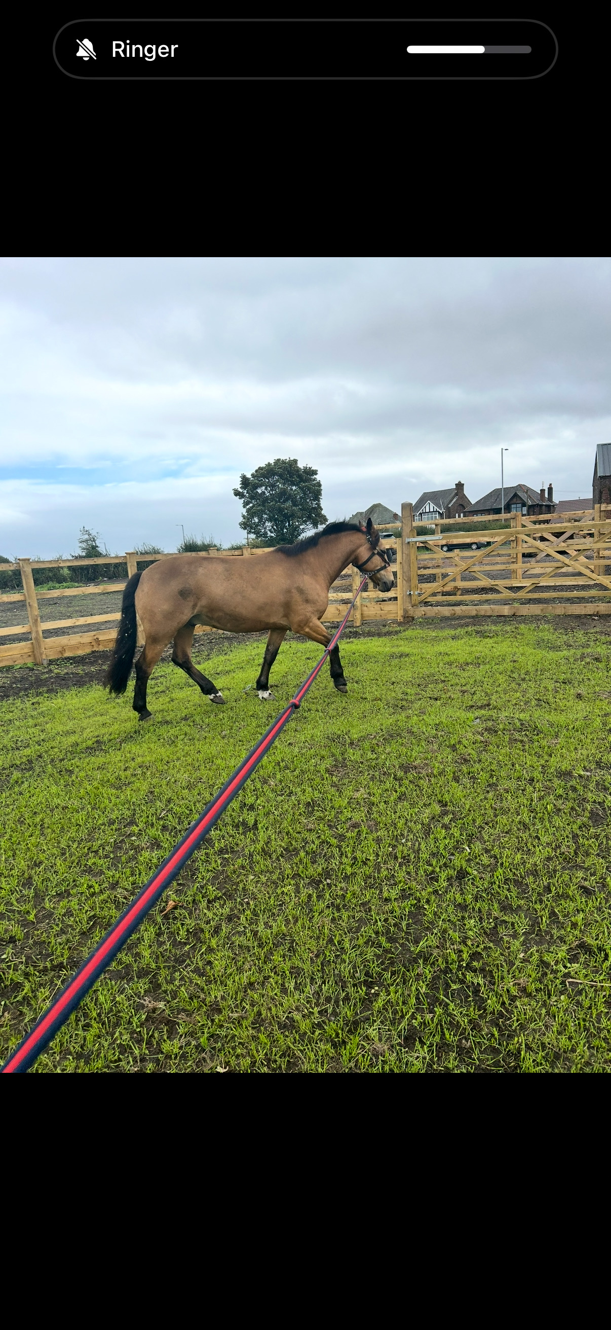 "Toffee" Dun Gelding All Rounder - Horses