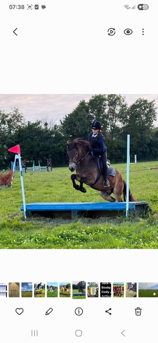 "MONTY" Bay Gelding All Rounder