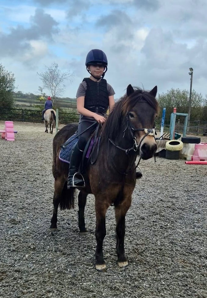 "MONTY" Bay Gelding All Rounder - Horses in Narberth