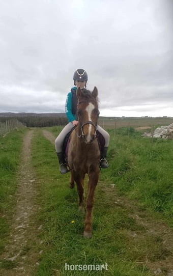 "Woody" Liver Chestnut Gelding All Rounder
