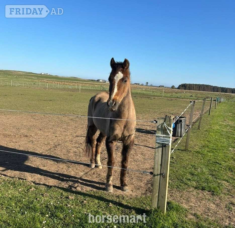 "Woody" Liver Chestnut Gelding All Rounder