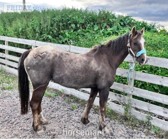 Sarclet "Woody" Liver Chestnut Gelding All Rounder
