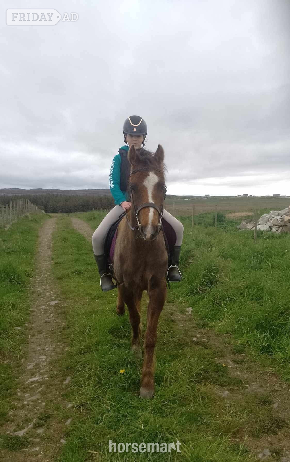 "Woody" Liver Chestnut Gelding All Rounder in Sarclet