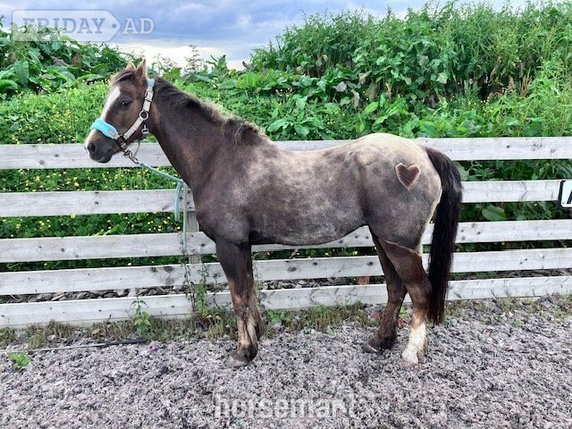 "Woody" Liver Chestnut Gelding All Rounder - Horses in Sarclet