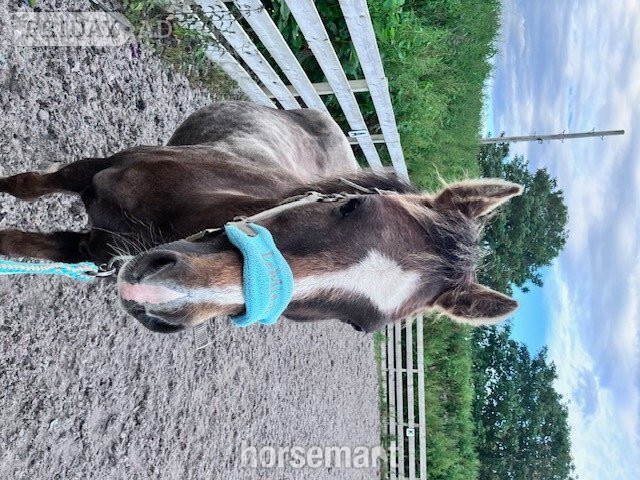 "Woody" Liver Chestnut Gelding All Rounder - Horses