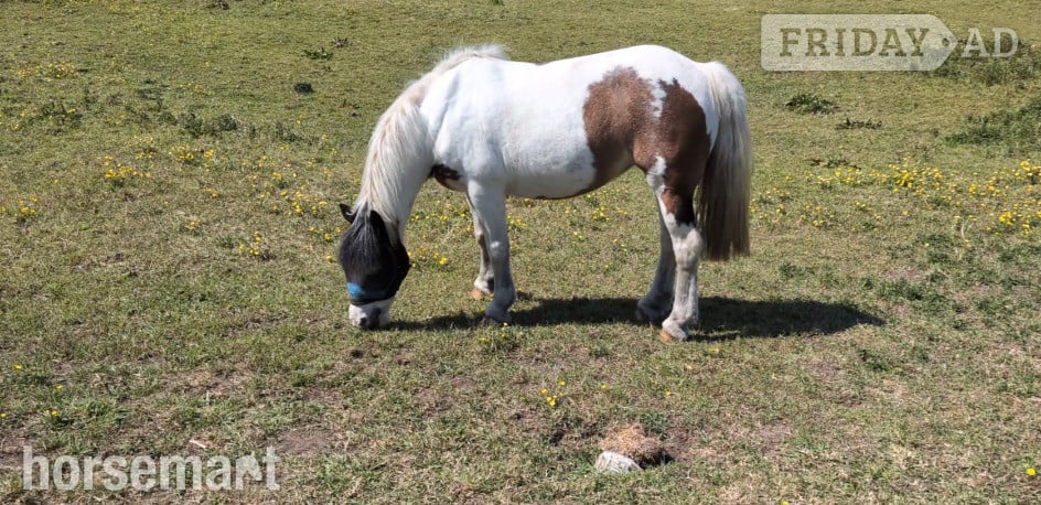 "Patch" Coloured Mare Project Horse in Abingdon