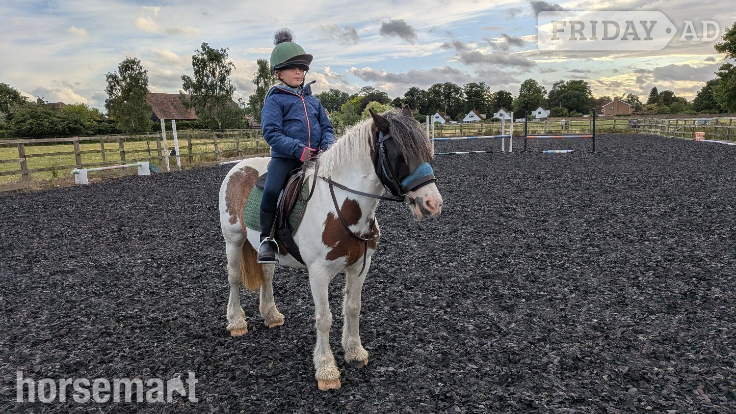 "Patch" Coloured Mare Project Horse