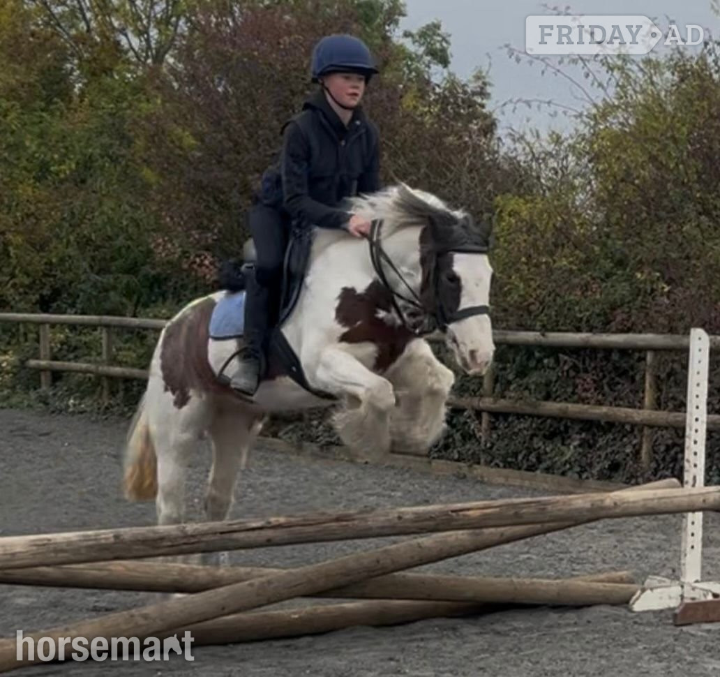 Abingdon "Patch" Coloured Mare Project Horse
