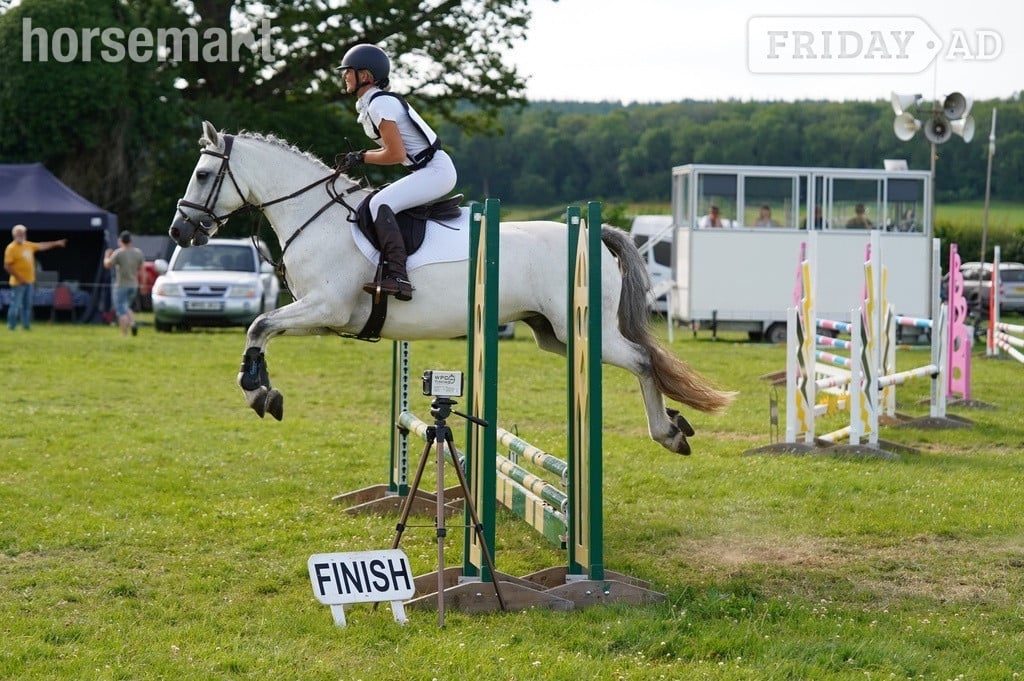 "Pepper" Grey Mare All Rounder - Horses in Burnham-On-Sea