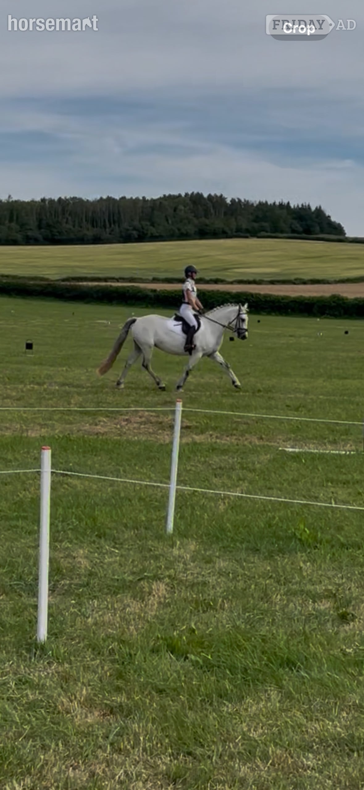"Pepper" Grey Mare All Rounder - Horses