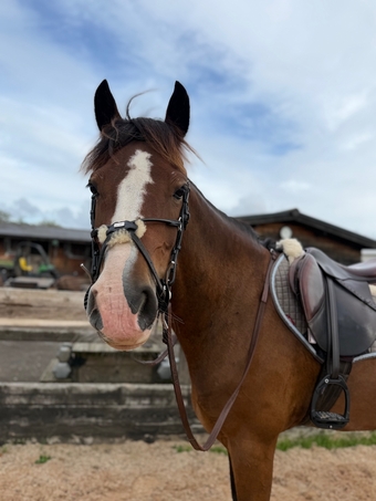 "Max" Bay Gelding Show Jumper