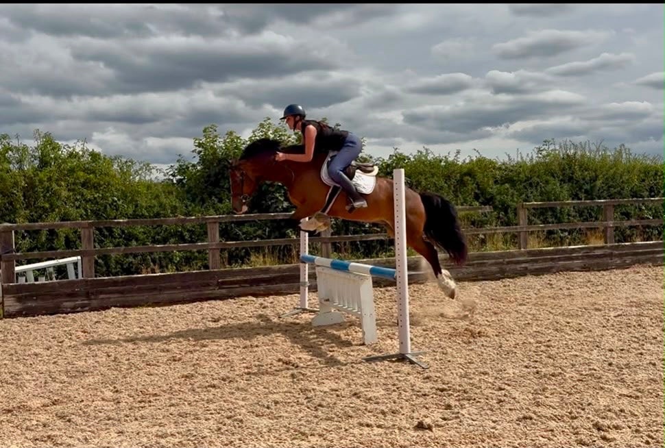 "Max" Bay Gelding Show Jumper