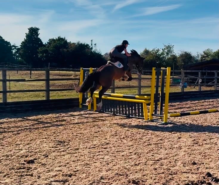 Greasby "Max" Bay Gelding Show Jumper