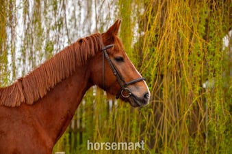 "BELGRAVIA FCS" Chestnut Mare Broodmare