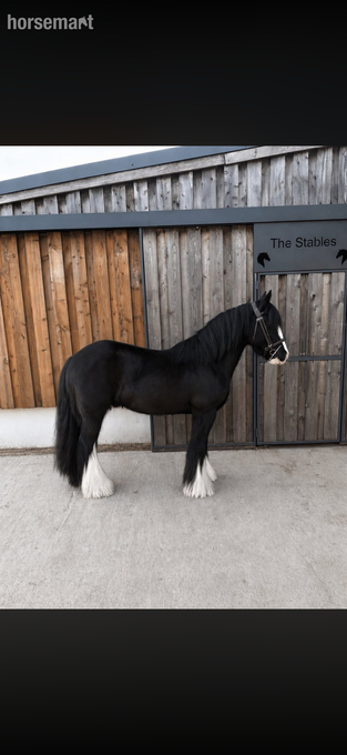 "Tommy Tash " Black Gelding Lead Rein/First Ridden Pony
