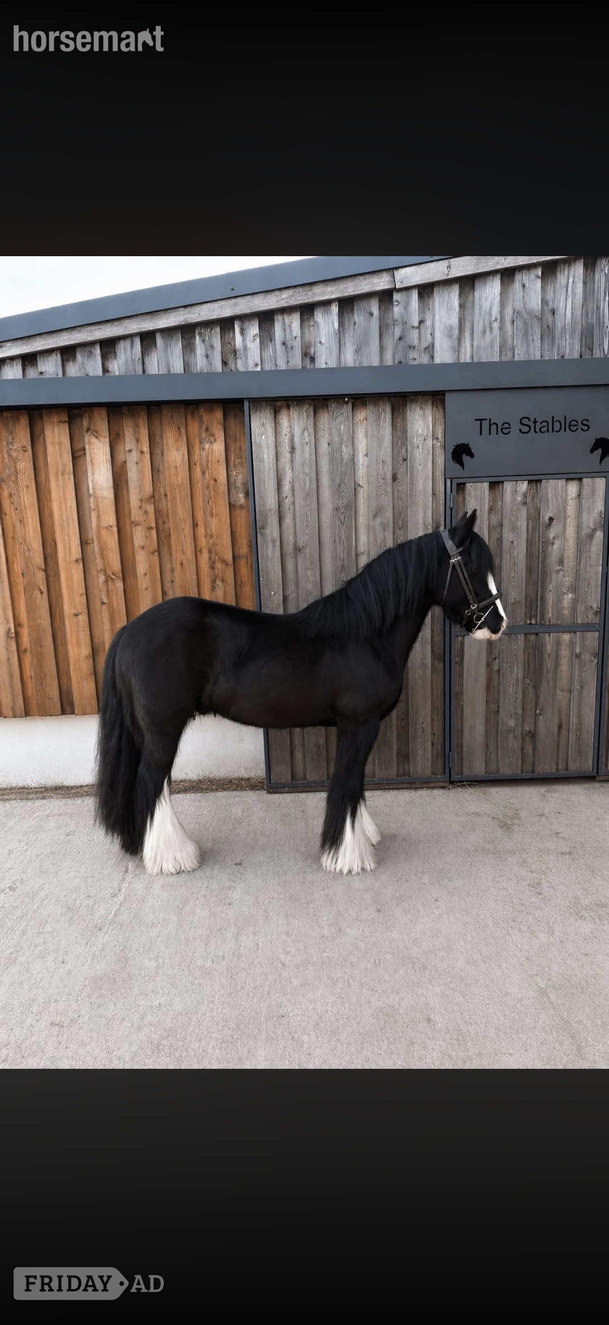 "Tommy Tash " Black Gelding Lead Rein/First Ridden Pony in Pembridge