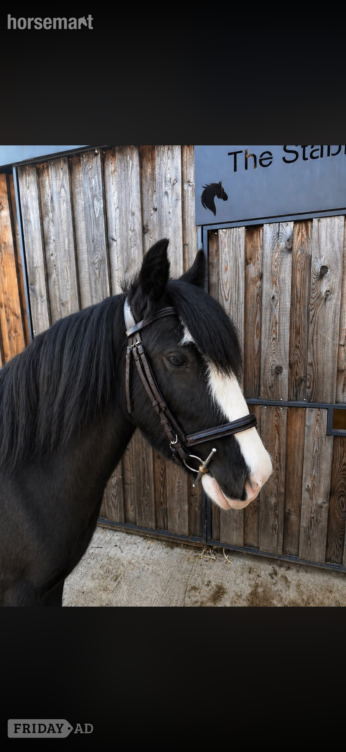 "Tommy Tash " Black Gelding Lead Rein/First Ridden Pony