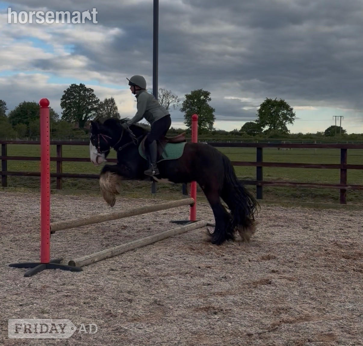 Pembridge "Tommy Tash " Black Gelding Lead Rein/First Ridden Pony