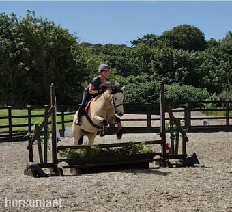 "Fleetwoods keeping faith " Buckskin Mare All Rounder