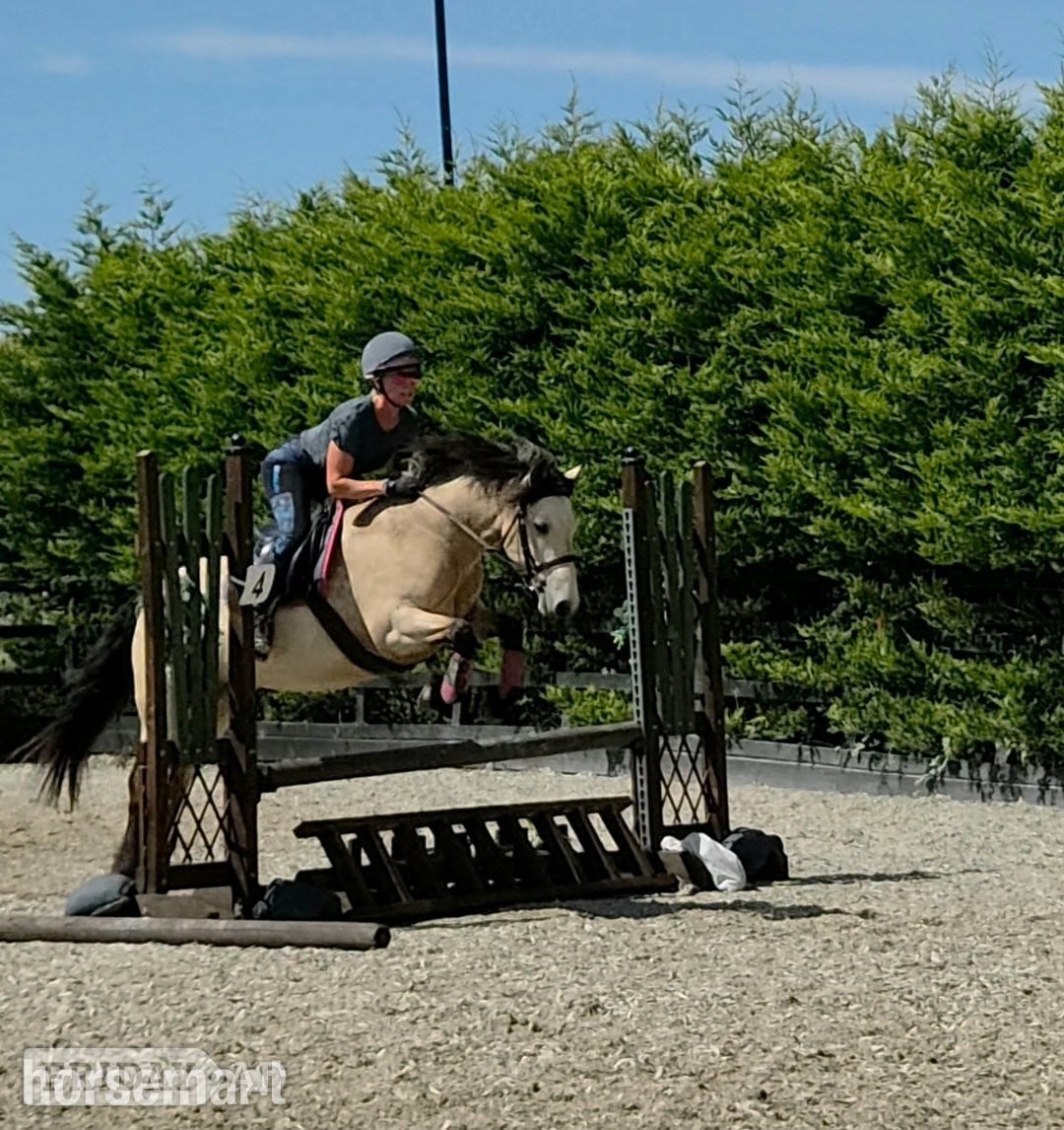 "Fleetwoods keeping faith " Buckskin Mare All Rounder