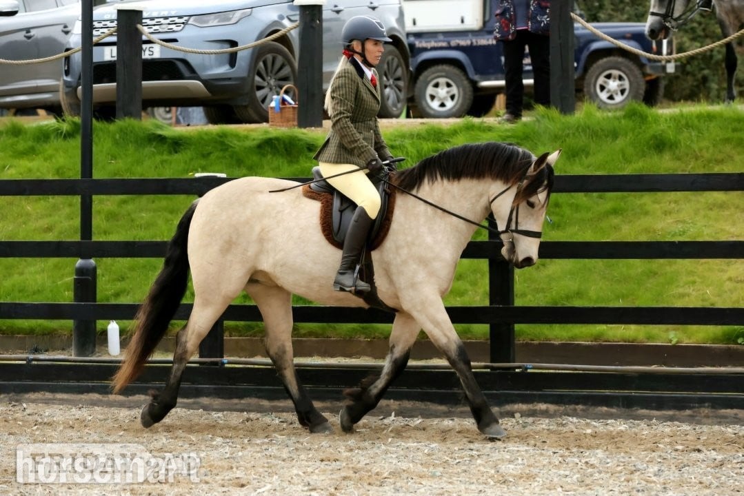Redruth "Fleetwoods keeping faith " Buckskin Mare All Rounder
