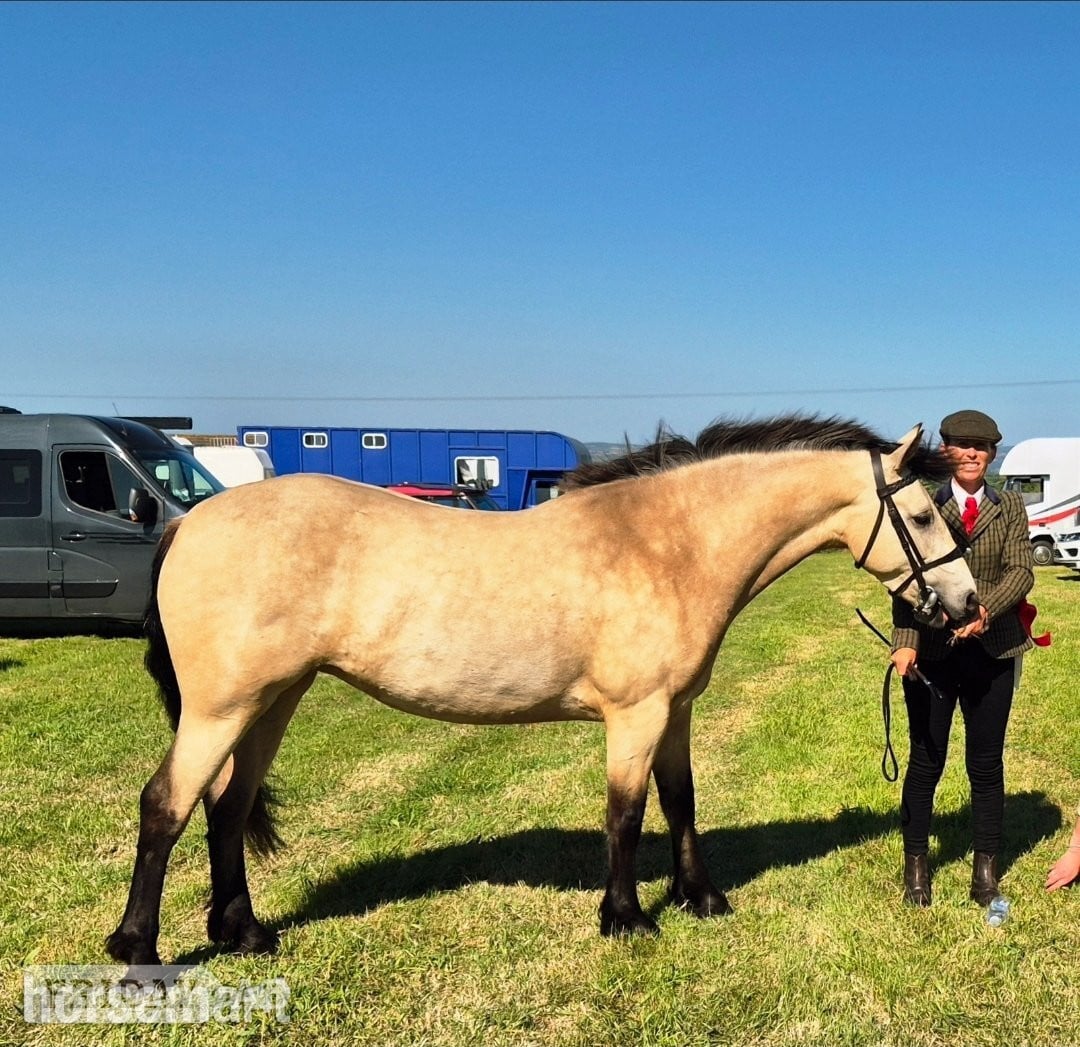 "Fleetwoods keeping faith " Buckskin Mare All Rounder - Horses in Redruth