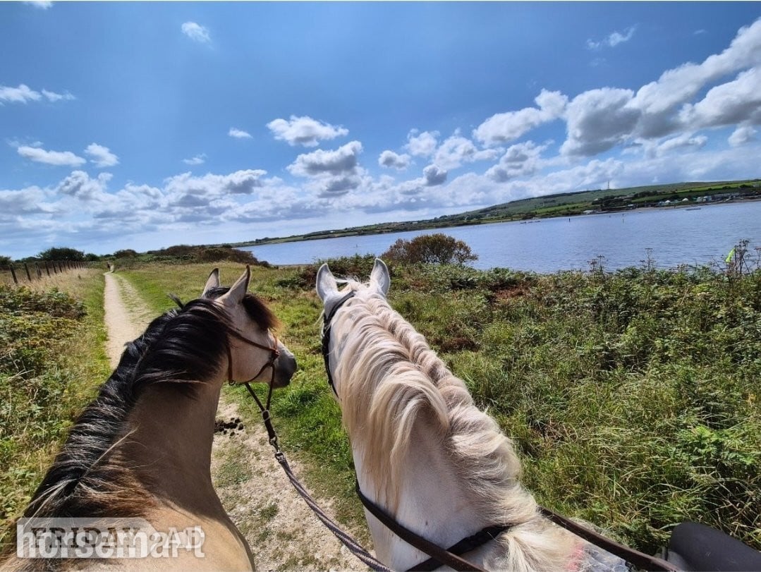 "Fleetwoods keeping faith " Buckskin Mare All Rounder - Horses