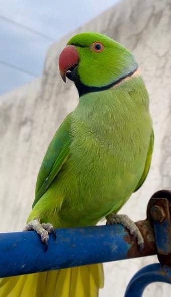 Baby tamed male ring neck talking. Parrot 