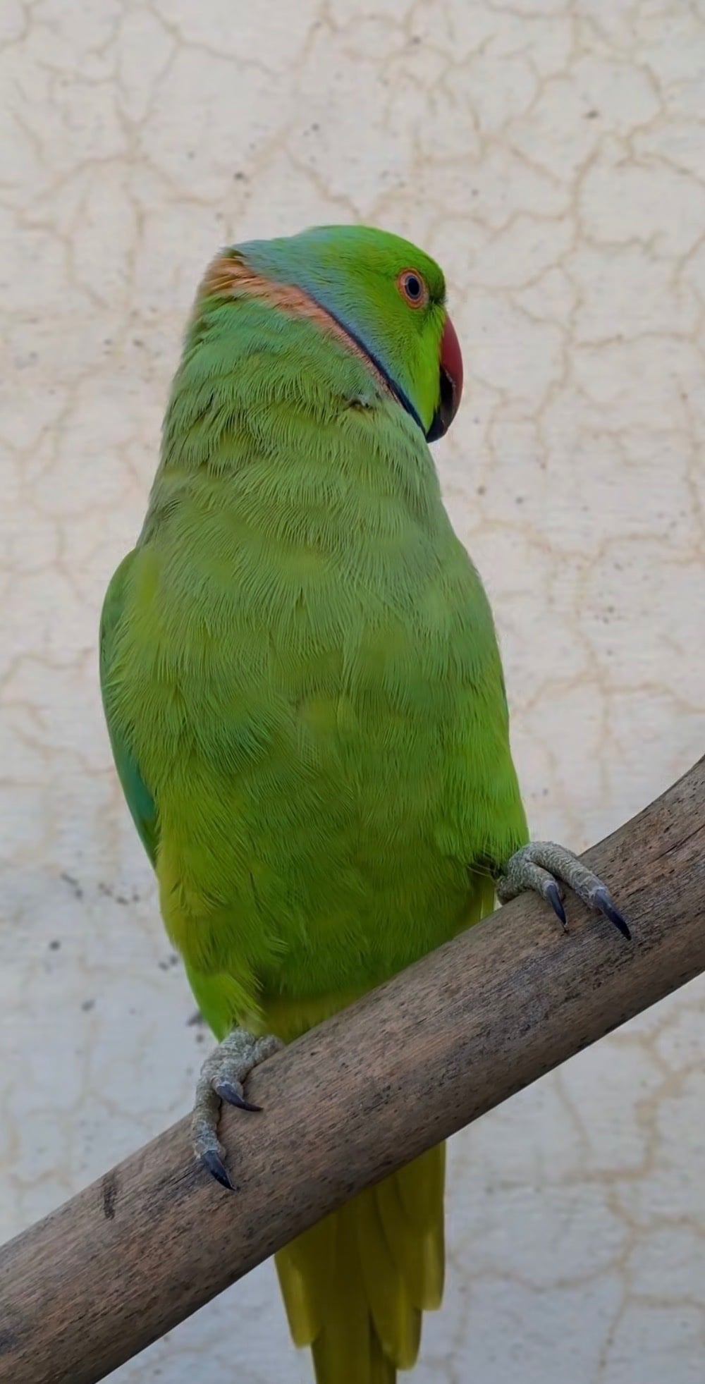 Baby tamed male ring neck talking. Parrot 