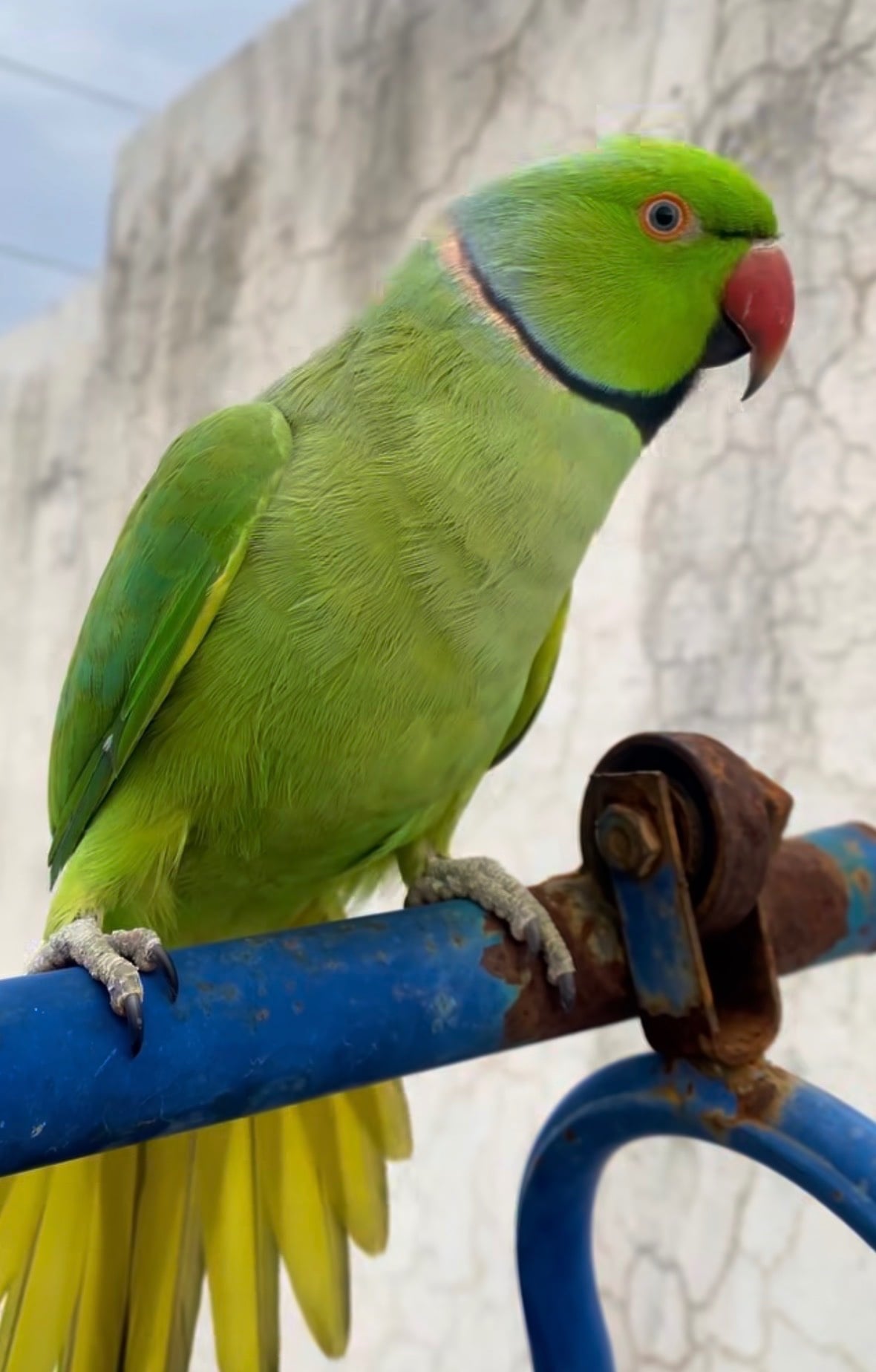 Birmingham Baby tamed male ring neck talking. Parrot 