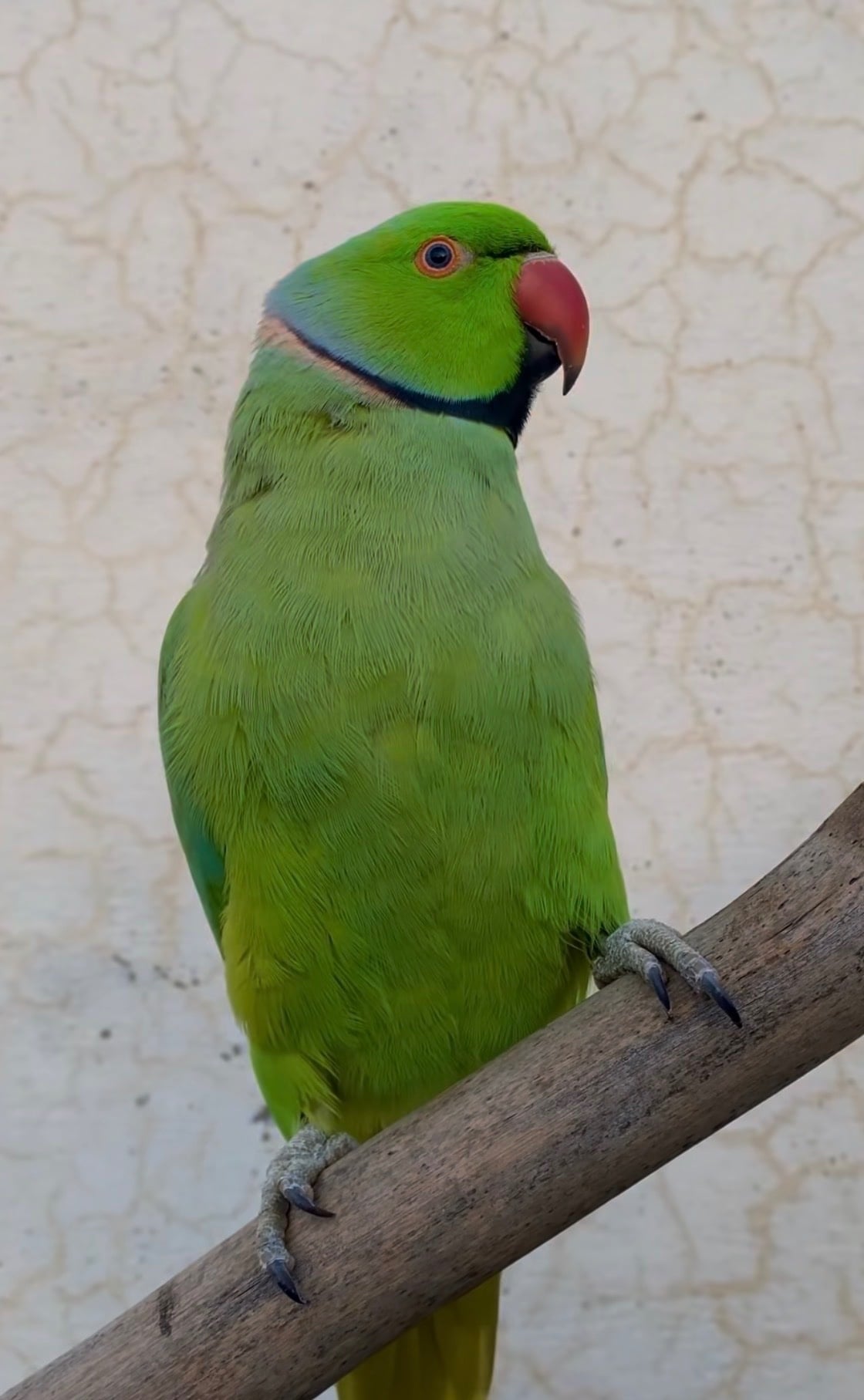 Baby tamed male ring neck talking. Parrot  - Birds in Birmingham