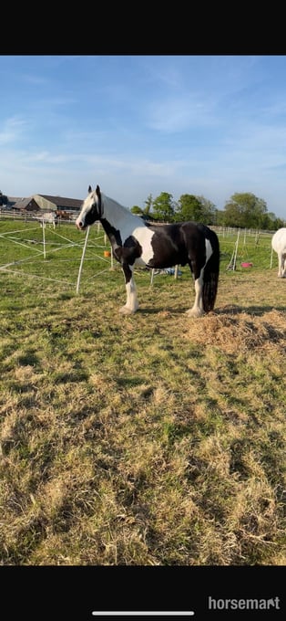 Teabag 14.2 native cob for part loan with prospect to buy 
