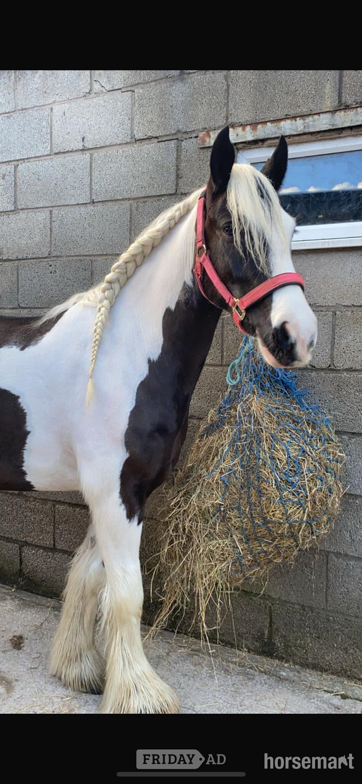 Teabag 14.2 native cob for part loan with prospect to buy 