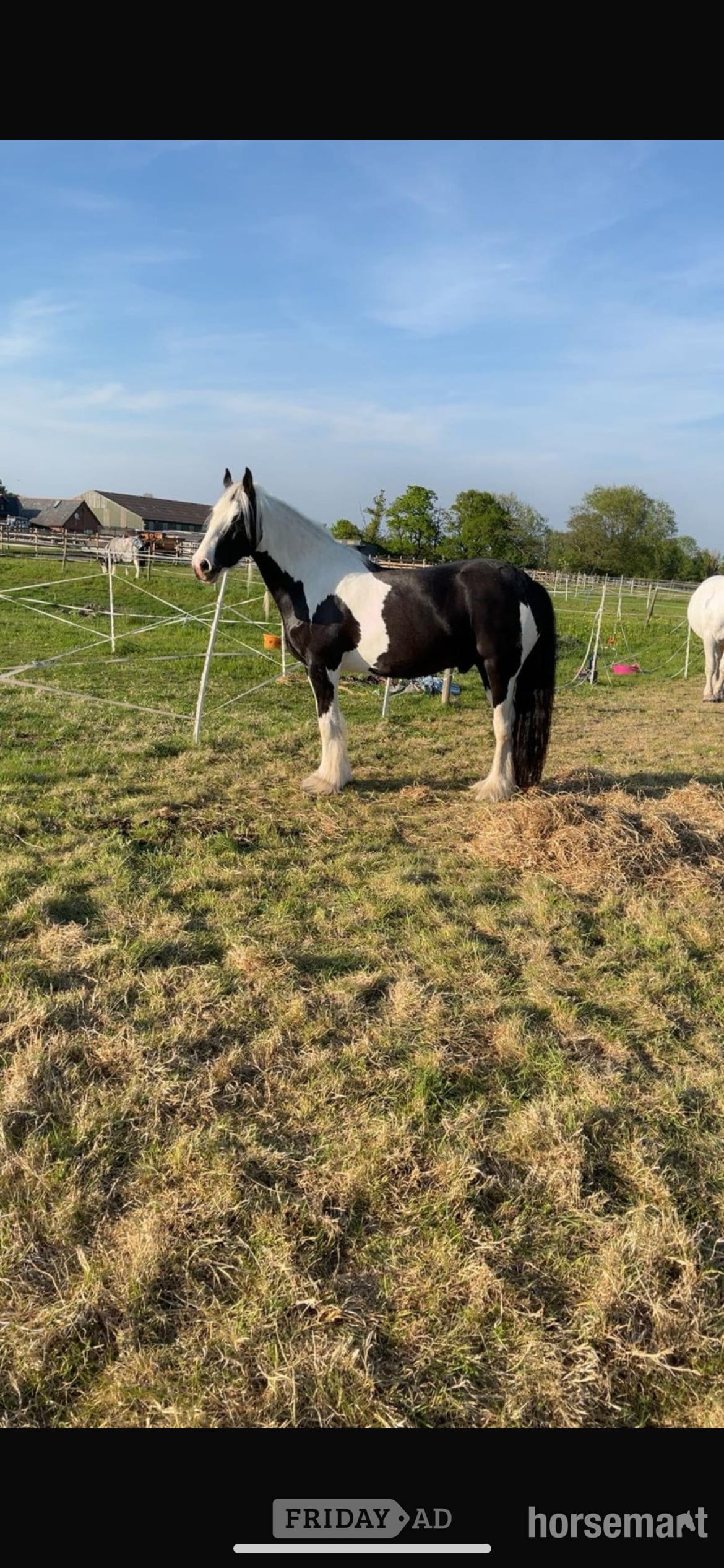 Teabag 14.2 native cob for part loan with prospect to buy  in Manchester