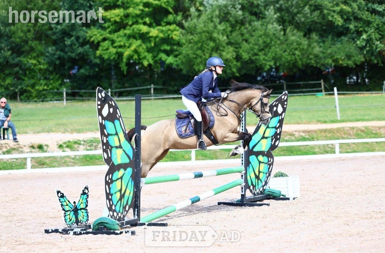 Southampton "Star" Buckskin Mare All Rounder
